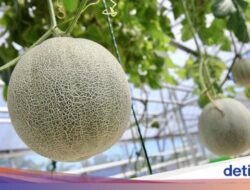 Konsumsi 5 Buah Ini Bisa Redakan Sakit Kepala