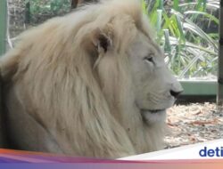 Hampir Tak Berjarak Bersama Singa Putih Ke Ancol