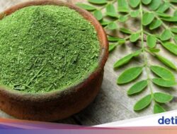 4 Manfaat Daun Kelor Untuk Pria, Salah Satunya Mengatasi Disfungsi Ereksi