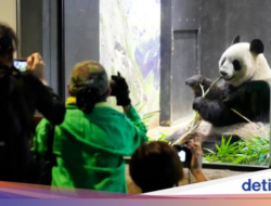 Perpisahan Panda Di Jepang, Ribuan Pengunjung Antre Sambil Nangis