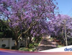 Bukan Australia, Ini Pemandangan Jacaranda Ke Afsel