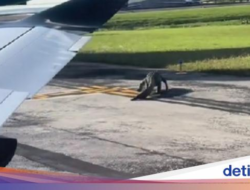 Yang Beda Di Florida, Buaya Di Landasan Pacu Bandara