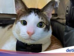 Foto: Bobby Kertanegara, Kucing Gemoy Kesayangan Prabowo