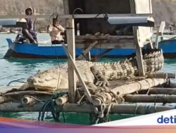 Ada Buaya Bersantai Di Atas Tambak, Warga Lombok Diminta Kurangi Karya