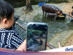 Turis Hingga Thailand Hanya Untuk Bertemu Moo Deng, Petugas Perpindahan Penduduk Ngakak