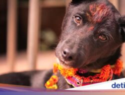 Nepal Geber Perayaan Seni Untuk Menyembah Anjing