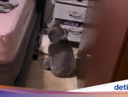 Hanya Di Australia, Ada Koala Menyusup dan Nyantai Di Kamar