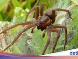 Laba-laba Raksasa Langka Dilepas Kebun Binatang, eh Beranak-pinak