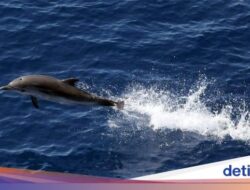Lumba-lumba Nyasar Hingga Pantai Pangandaran, Wisatawan Bantu Evakuasi