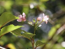 Toyota Indonesia Tebar 60 Pohon Sakura Ke Tawangmangu