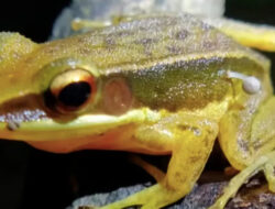 Jamur Hingga kaki Katak Bikin Ilmuwan Ketakutan, Ini Penyebabnya