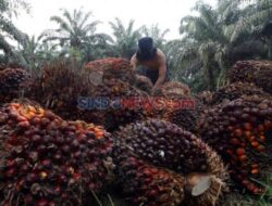 Penyitaan Lahan Sawit, Pengacara Kalteng Kirim Surat Ke Pemimpin Negara Prabowo