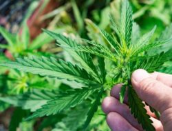 25 Ribu Warga Turki Teler gegara Hirup Asap Pembakaran 20 Ton Ganja Sitaan