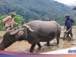 Mitos Kerbau Gaib yang Menjaga Sungai Citarik