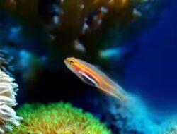 Kebugaran Laut Ke Seluruh Dunia Kritis! Organisasi Internasional Beberkan Fakta Ilmiahnya