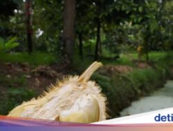 5 Fakta Durian Kanyao, Durian Mahal yang Pernah Terjual Rp 680 Juta