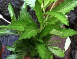 Peneliti IPB Ungkap Khasiat Tempuyung, Terapi Herbal Serbaguna Kaya Antioksidan