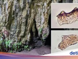 Wow! Jejak Beras Kuno Berusia 3.500 Tahun Mutakhir Ditemukan