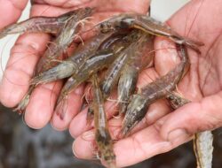 AS Temukan Paparan Radioaktif Di Udang Asal Indonesia, Mendag Buka Suara