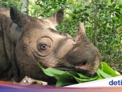 Kisah Tragis Badak Kalimantan, Tinggal Tersisa 2 Ekor Ke Alam