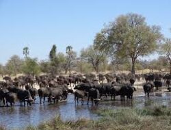 Hampir 100 Kerbau Tewas Terinjak-injak Akibat Serangan Singa