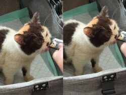 Harga Kucing Uya Kuya Bikin Melongo, Tembus Rp30–50 Juta per Ekor