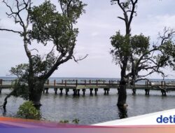 Atasi Sampah, Punya Hutan Mangrove