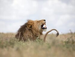 Gunakan AI, Ilmuwan Temukan Jenis Auman Terbaru Singa