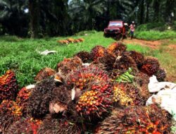 Putusan MK Pertegas Klaim Kawasan Hutan Harus Berdasarkan Penetapan Bukan Penunjukan