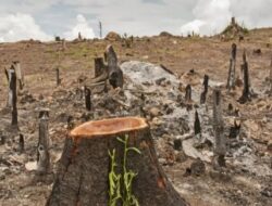 85% Gen Z Nilai Kerusakan Lingkungan Ancam Ketahanan Bangsa dan Negeri