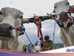 Posilumba Japi, Kearifan Lokal Balap Sapi Usai Panen Di Sigi