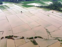 39.000 Hektare Sawah Pascabencana Hingga Sumatera Kembali Ditanami