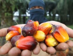 Produk Ekspor Sawit Desember 2025 Melonjak 102,23%, Total Nilainya Tembus USD24,42 Miliar