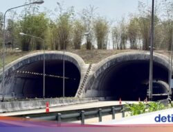Jalan Raya Ini Punya Terowongan Khusus Satwa, Hasilnya Positif