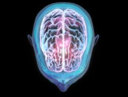 Studi Temukan Fakta Penerbangan Di Luar Angkasa Mengubah Posisi Otak