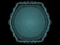 Mikroba Raksasa Ditemukan Ke Kolam Jepang Berikan Petunjuk Misterius