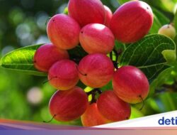 Buah ‘Ajaib’ Ini Berpeluang Bantu Pasien Kemoterapi Makan Lebih Nyaman