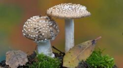 Tahukah Anda! Jamur dapat Memengaruhi Curah Hujan dan Cuaca