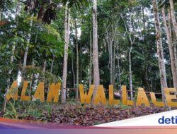 Surga Tersembunyi Birdwatcher! Ratusan Burung Endemik Hingga TN Bogani Wartabone