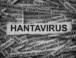 Hantavirus Juga Ada Ke RI, Kemenkes Catat 23 Perkara Pidana Hukum Untuk 3 Tahun Terakhir