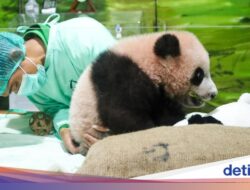 Bersama Pink Hingga Gemoy, Berita Terkini Bayi Panda Rio Hingga Taman Safari