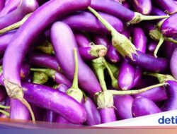 5 Jenis Terong Ke Dunia, Bentuk dan Rasanya Ternyata Beragam