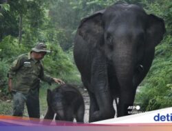 Di Warganet Jatuh Hati Ke Nona Seroja, Bayi Gajah Ke TN Tesso Nilo