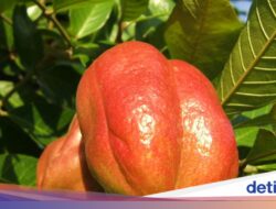 9 Buah Paling Langka Di Dunia, Ada Rambutan yang Tumbuh Di Indonesia