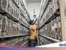 Ini Tempattinggal Penetasan Penyu Terbesar Ke Dunia, Bisa Tampung 20 Ribu Telur