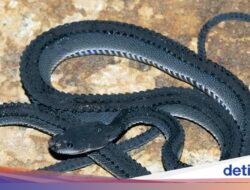 Legenda Si Naga Jawa, Mitos Penunggu Gunung Sanggabuana Di Karawang