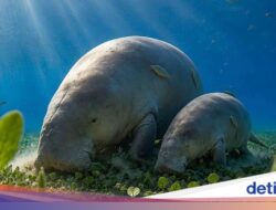 Dugong Berkaki Dari Sebab Itu Mendominasi Lomba Gambar Karya Seni AI, Netizen Keluhan Masyarakat