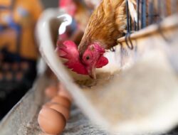 Pelihara Ayam Ke Ditengah Musim Influenza A, Perlukah Waspada? Ini Pesan Kemenkes RI