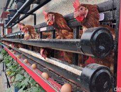 Biar Telurnya Sehat-Berkualitas, Ini Tips Buat Piara Ayam Di Rumah
