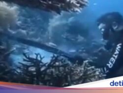 WN China Buru-Makan Penyu Ke Raja Ampat, Dirjen Mobilitas Penduduk Internasional: Harus Dihukum Setimpal